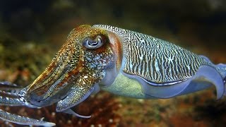 Cuttlefish  the King of Camouflage [upl. by Eniluap]