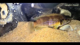 Lamprologus Ocellatus Isanga Gold Family [upl. by Rausch]