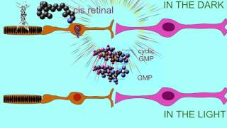 RHODOPSIN IN THE DARK AND LIGHT [upl. by Ursi]