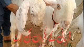 Qurbani k bakray for sale l bakra for sale l قربانی کے بکرے برائے فروخت [upl. by Adyahs]