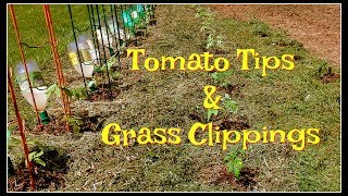 Tomato Tips amp Grass Clippings for Earlier Harvests [upl. by Haiel]