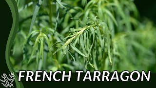 Discover the Real FRENCH TARRAGON Artemisia dracunculus quotKing of Herbsquot French [upl. by Mya]