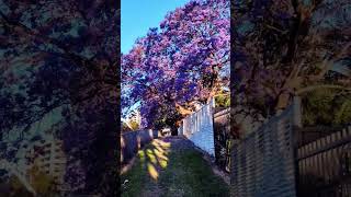 💜🪻🪻Nil digonte  purple magic  jacaranda 🪻🪻💜 [upl. by Lukin814]