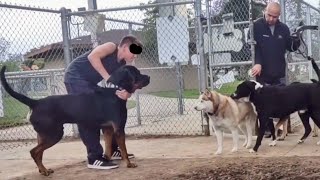 Tosa Inu Japanese Fighting Dog At Dog Park [upl. by Halik]