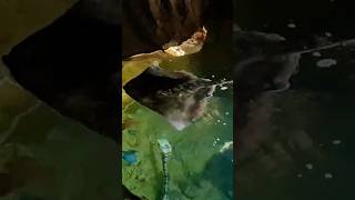 Stingrays of Pairi Daiza Zoo Brugelette Belgium Please subscribe thanks😀pairidaiza brugelette [upl. by Annitsirhc]