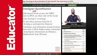 Homologous Recombination and Holiday Junction  Molecular Biology [upl. by Adnamas]