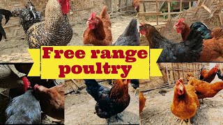 Free Range Poultry  Kuroiler Farming [upl. by Nah341]