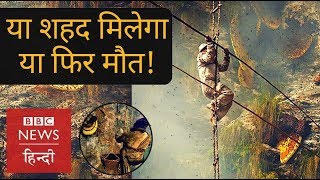 Honey Hunters of Nepal BBC Hindi [upl. by Esimorp]