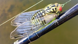 Making a Cicada Fishing Lure [upl. by Collayer576]