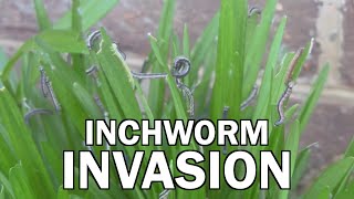 Inchworm Invasion Trailer [upl. by Clawson]