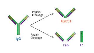 Antigen Antibody interactions [upl. by Htidirrem82]