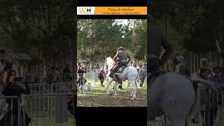 Fiera di ottobre 2024 shorts horse andaluso [upl. by Nedyrb437]