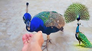 Most beautiful video by Peafowl  indian blue shoulder peacock hand feeding  mor ki khorak [upl. by Leuams]