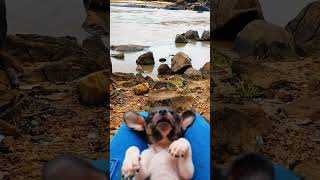 Paz 🕊️ paz motivation animals meditation [upl. by Cheria23]