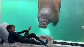 Walrus House  Pairi Daiza Resort [upl. by Ahtilat]