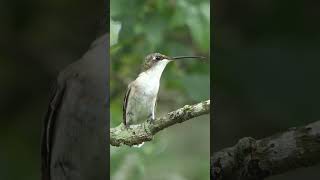 Hummingbird looks left looks right takes flight [upl. by Cooke]