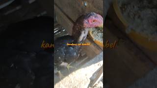 ayam sehat makannya lahap ayambangkokindonesia ternakayamkampung [upl. by Anoik]