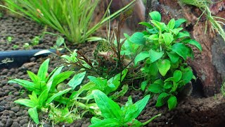 Forest Style Planted Tank  Nature Style Aquarium  Luminous Aquatics [upl. by Ardnuaed]