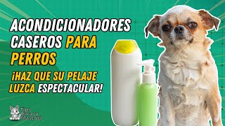 ACONDICIONES CASEROS PARA PERROS ¿Cómo hacerlos [upl. by Manville54]