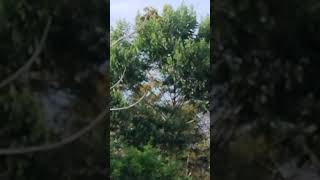 pegando o voo do gavião carcará 🌳🌿💐🦅🦅 [upl. by Ylenats]