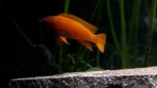 Neolamprologus Leleupi Super Orange No 1 Zuchtweibchen [upl. by Carlock]