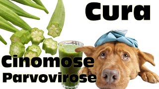 SUCO DE QUIABO para cachorro com Cinomose ou Parvovirose  Saiba tudo agora [upl. by Jasmine]