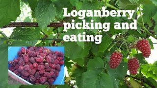 Loganberry  the joy of picking and eating these delicious fruit  hybrid berries [upl. by Bina723]