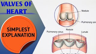 VALVES OF HEART [upl. by Rokach]