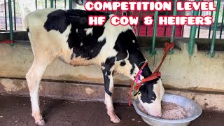 COMPETITION LEVEL HF COW amp HEIFERS SELLING EXPERIENCE  Cow Dham Dairy Farm [upl. by Haneeja]