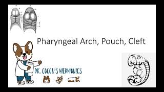 Pharyngeal Arch Pouch Cleft [upl. by Lertnom]