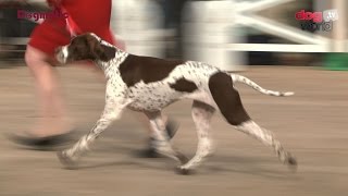 National Gundog 2016  Best in Show FULL [upl. by Leaj]