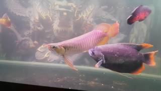 red arowana vs redtail giant gourami [upl. by Altis708]