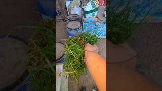 Feeding The Chickens Greens Before They Are Gone backyardchickens [upl. by Connelley68]