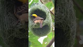 Birds Skill of Making Nest [upl. by Merrilee]