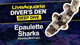 LiveAquaria® Diver’s Den® Deep Dive ORA® captivebred Epaulette Sharks Hemiscyllium ocellatum [upl. by Wager]