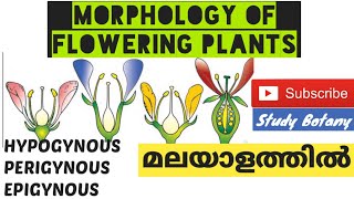 HYPOGYNOUS PERIGYNOUS EPIGYNOUS  MORPHOLOGY OF FLOWERING PLANTS PLUS ONE BIOLOGY MALAYALAM8 SB [upl. by Shrier]