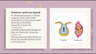 Introduction to anatomy ส่งหลักสูตรวิทยาศาสตร์การแพทย์ มหาวิทยาลัยหัวเฉียวเฉลิมพระเกียรติ [upl. by Eessac856]