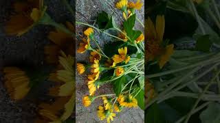 Wild Daisy In Full Bloom shorts daisy nature flower yellowflower flowerbouquet garden [upl. by Keily524]