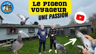 L’ÉLEVAGE DE PIGEON VOYAGEUR PRÉSENTATION DES PIGEONNIERS [upl. by Atika149]