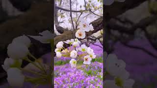 beautiful spring fyp foryou serene serenescapes fypシ [upl. by Seel]