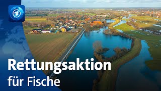 Nach Hochwasser in Niedersachsen Rettungsaktion für Fische [upl. by Duer]