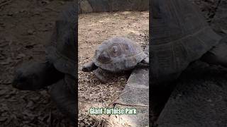 Slow and steady wins the race mauritius mauritiusisland tortoise travel adventure [upl. by Nevear]