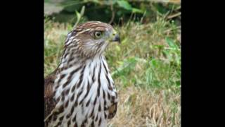 Sharpshinned or Coopers hawk hunting for birds [upl. by Estus]