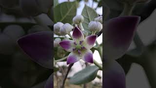 Identification of calotropis procera flower [upl. by Sisi]