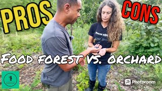 Food Forest or Permaculture Orchard IT DEPENDS [upl. by Anitsim]