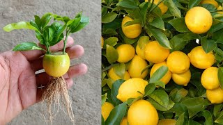 Grow lemons from lemons fruit  The easiest procedure in the world  100 success [upl. by Sill]