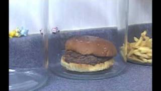 The Decomposition Of McDonalds Burgers And Fries [upl. by Crispen958]