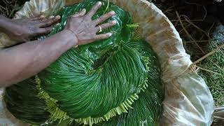 KOLKATA PAAN WHOLESALE 📞 9126960752  KWA MANA  BETEL LEAF  SWEET BEEDA FOR MANIPUR  पान होलसेल [upl. by Johnnie]