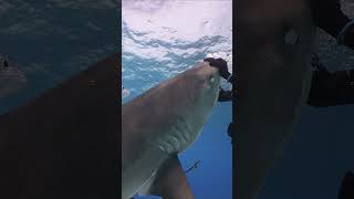 Tiger shark takes a bite and lifts diver at Tiger Beach Bahamas shorts diving underwater [upl. by Yggep]