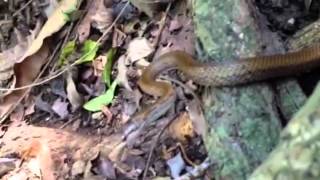 Culebra de Jardín Magliophis exiguum  Puerto Rican Garden Snake [upl. by Treblah]